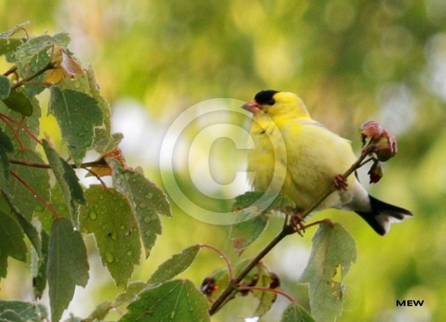 Goldfinch