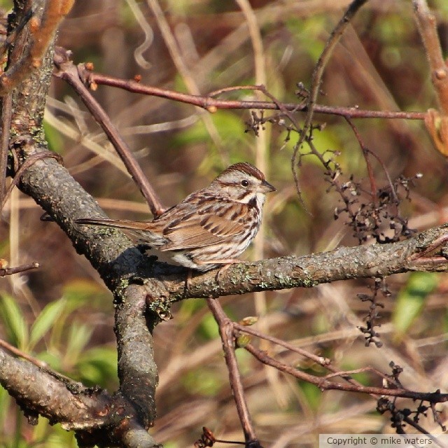 sparrow