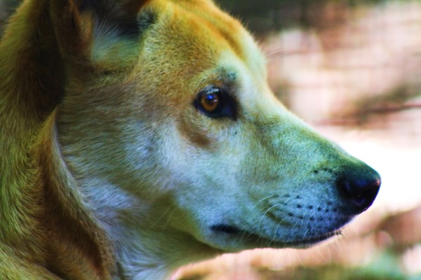 Dingo