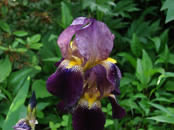 In Bloom