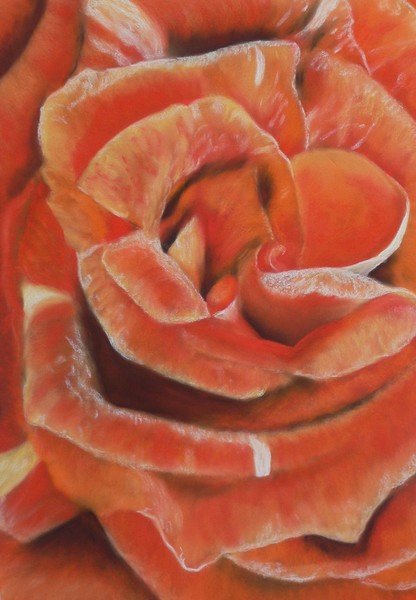 Sunset Rose