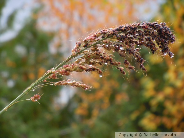 corn broom beauty