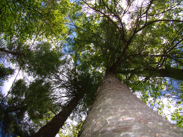 Tree Heaven