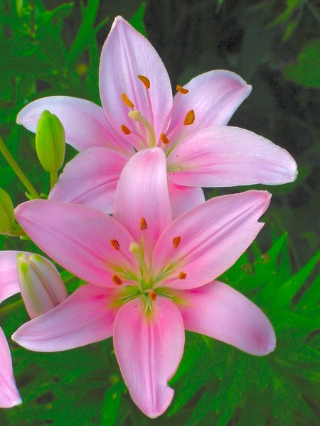 Pink Perfect X2