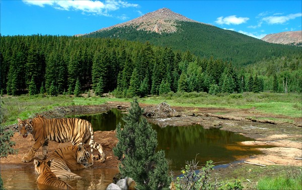 1100-Favorite Water Hole