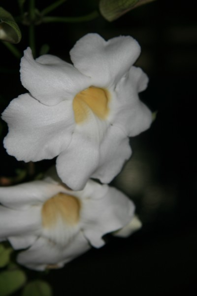 Tropical Floral Series #007