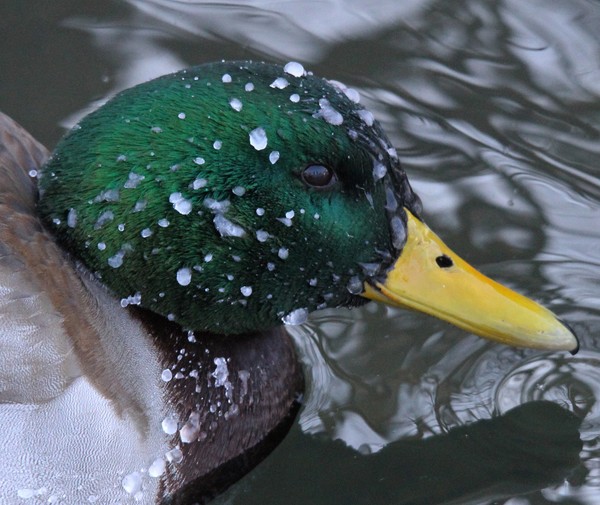 -22, and Frozen ice on the Male Mallard