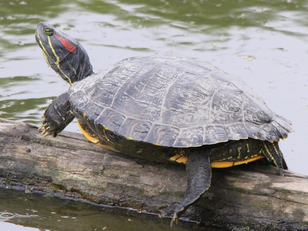 Red Eared Slider Turtle