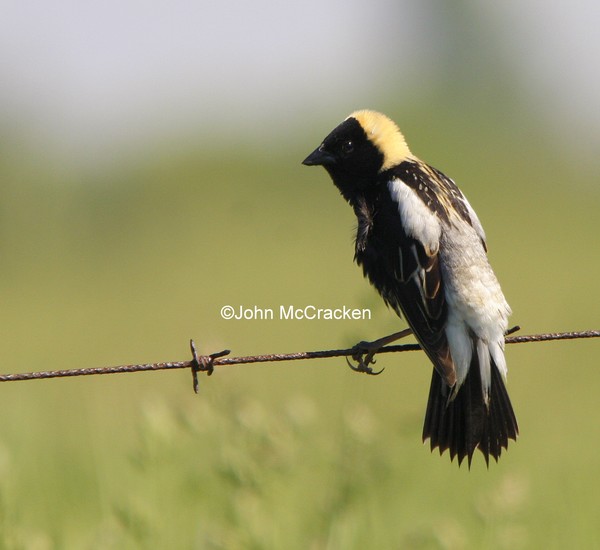 Male Bobolink