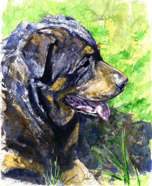 My Dog Chaos