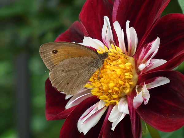 butterfly hungry