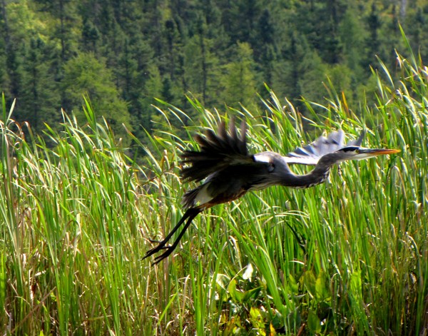We have Liftoff! 