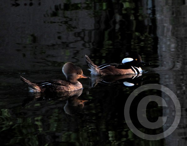 Male and Female Hooded Mergansers