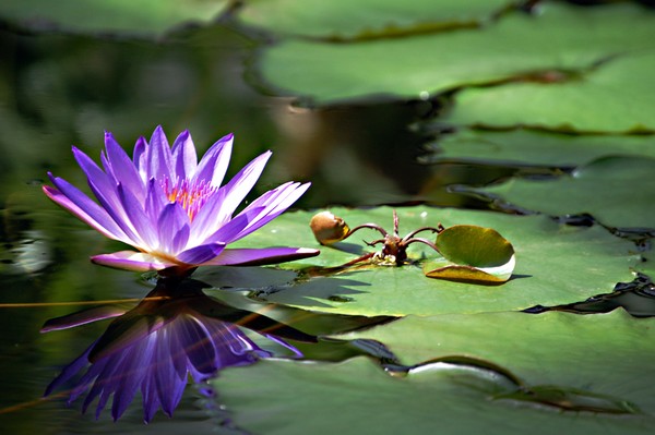 Water Lily