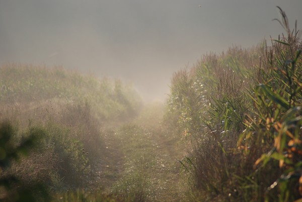 Indiana Morning