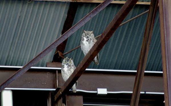 Barn owls 