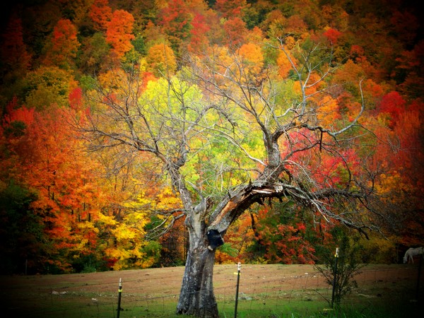 Fall in the Countryside