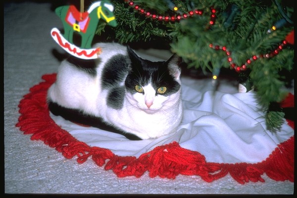 Punky at Christmas