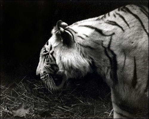 Disappearing Beauty