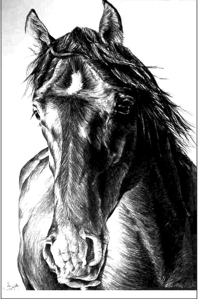 caballo 16