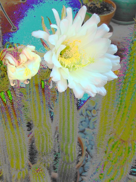Cactus Flower