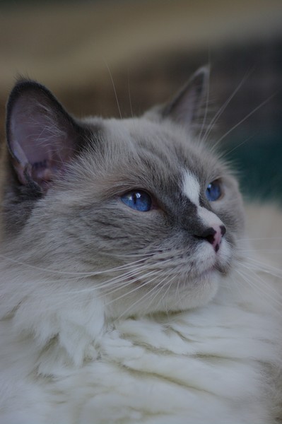 Sir Basil