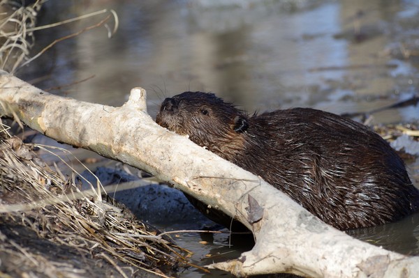 Red River Beaver