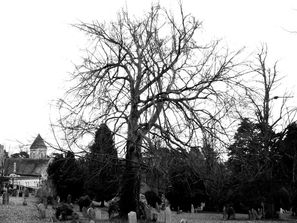 Winter Tree 7