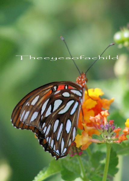 Butterfly - by 9 year old