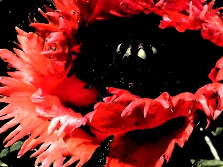POPPY DARKENED
