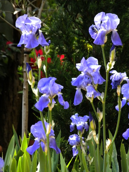 Iris season