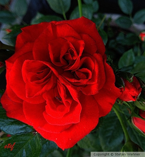 rose rouge