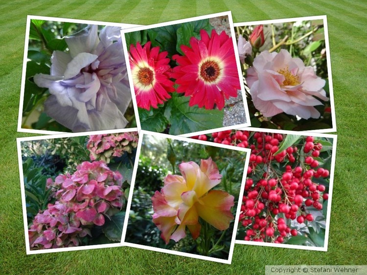 September garden