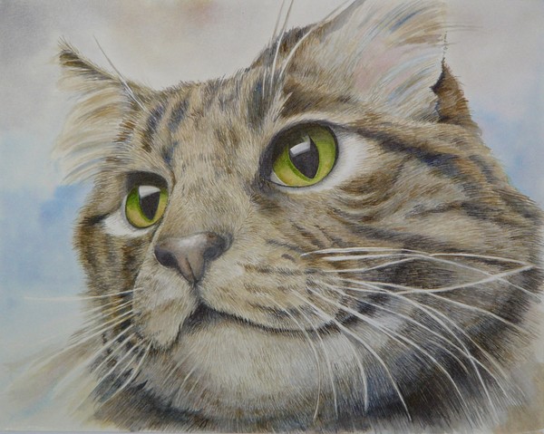 Portrait of Tabby the cat