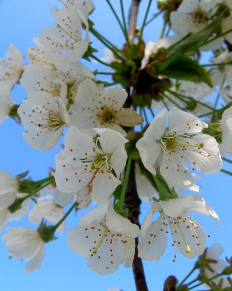 white blossoms