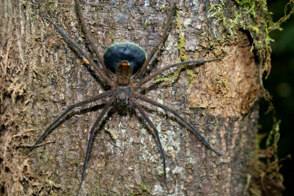 Don't Mess with Me: Orb Web Weaving Spider