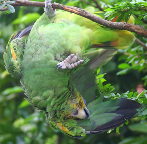 Does this Parakeet Know Which End Is Up?