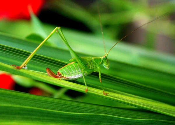 Katydid Upclose