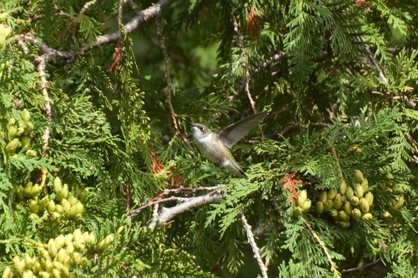 Humming bird