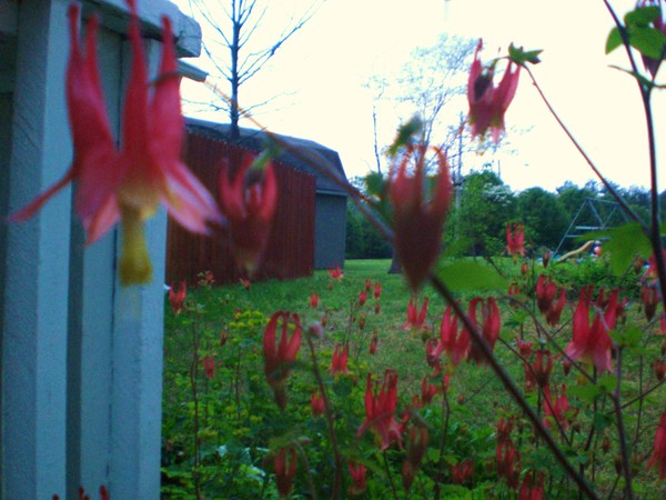 columbine_6