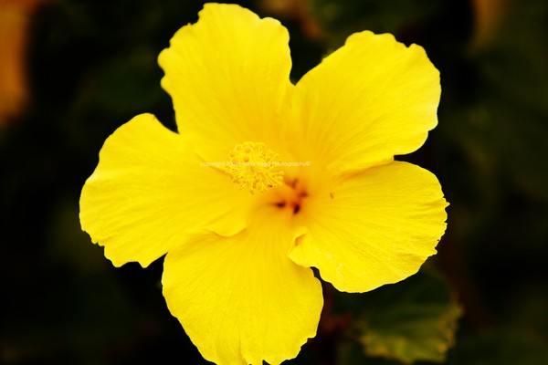 Yellow Hibiscus