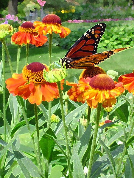 Monarch on a Flower