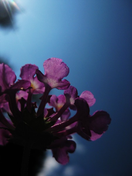 purp