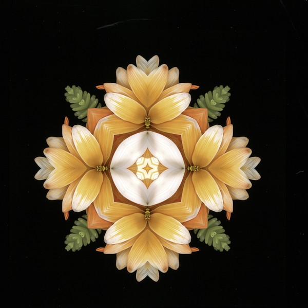 Daisy Kldscp