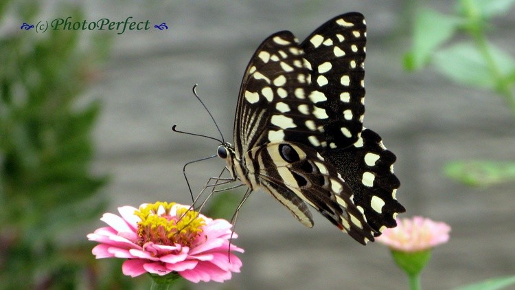 BlackButterfly001