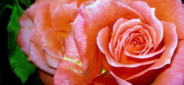 Beaute Ephemere