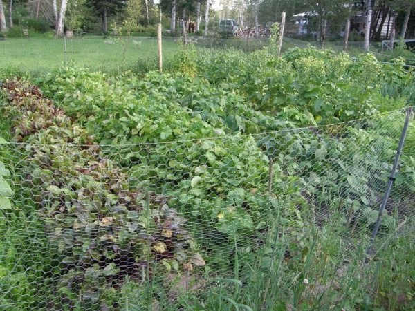 gardening