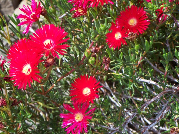 Flowers of Peru #5
