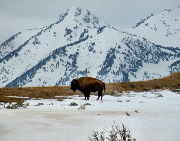 A Buffalo in the Grand Tetons