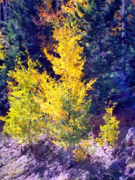 Baby Aspens